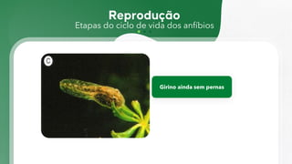 Etapas do ciclo de vida dos anfíbios
Girino ainda sem pernas
 