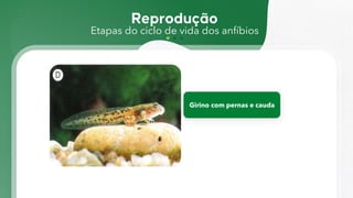 Etapas do ciclo de vida dos anfíbios
Girino com pernas e cauda
 