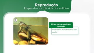 Etapas do ciclo de vida dos anfíbios
Em fase final de metamorfose para
adulto
Girino com a cauda em
regressão
 
