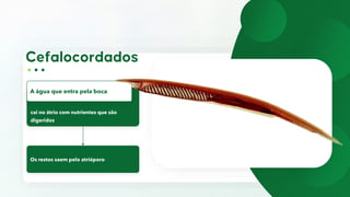 cai no átrio com nutrientes que são
digeridos
A água que entra pela boca
Os restos saem pelo atrióporo
 