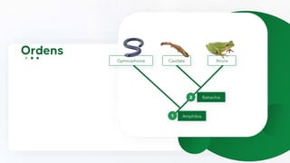 Gymnophiona Caudata Anura
Batrachia
Amphibia
1
2
 