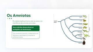 Essa característica permitiu a independência da
água para a reprodução e a conquista do
ambiente terrestre
Os répteis (pela primeira vez), as aves e os
mamíferos são animais amniotas
Seus embriões desenvolvem-se
protegidos da desidratação
 