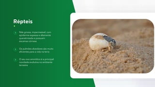 Pele grossa, impermeável, com
epiderme espessa e altamente
queratinizada e possuem
escamas córneas
Os pulmões alveolares são muito
eficientes para a vida na terra
O seu ovo amniótico é a principal
novidade evolutiva no ambiente
terrestre
 