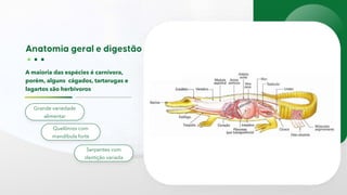 A maioria das espécies é carnívora,
porém, alguns cágados, tartarugas e
lagartos são herbívoros
Grande variedade
alimentar
Quelônios com
mandíbula forte
Serpentes com
dentição variada
 
