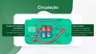 Coração com 4 cavidades
(crocodilianos)
Forame de Panizza
Circulação dupla fechada e
completa
Dupla circulação
Um buraco no coração dos
crocodilianos (F. de Panizza)
permite a passagem de sangue
arterial para o venoso
 