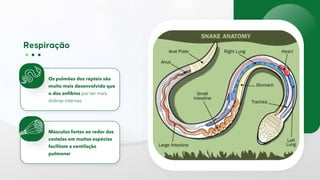 Os pulmões dos répteis são
muito mais desenvolvido que
o dos anfíbios por ter mais
dobras internas
Músculos fortes ao redor das
costelas em muitas espécies
facilitam a ventilação
pulmonar
 