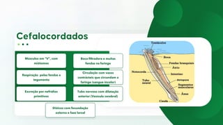 Músculos em “V”, com
miótomos
Boca filtradora e muitas
fendas na faringe
Respiração pelas fendas e
tegumento
Circulação com vasos
contrácteis que circundam a
faringe (sangue incolor)
Excreção por nefrídios
primitivos
Tubo nervoso com dilatação
anterior (Vesícula cerebral)
Dióicos com fecundação
externa e fase larval
 