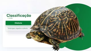 Tartarugas, cágados e jabutis
Chelonia
 