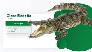 Gaviais, aligátores, jacarés e
crocodilos
Crocodylia
 