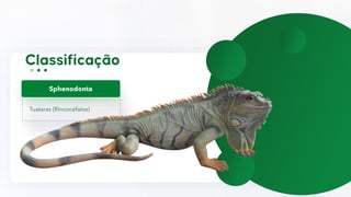 Tuataras (Rincocéfalos)
Sphenodonta
 