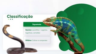 Sáurios: Lacertílios – Lagartos,
lagartixas, camaleão
Squamata
Ofidios: Cobras ou serpentes
 