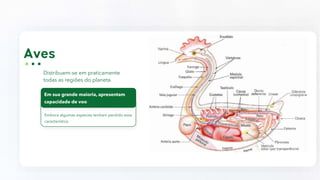 Embora algumas espécies tenham perdido essa
característica
Distribuem-se em praticamente
todas as regiões do planeta
Em sua grande maioria, apresentam
capacidade de voo
 