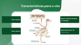 Asas e penas
Menor acúmulo de fezes
no intestino
Sacos aéreos
Ossos leves com “ar”
Pneumáticos
 