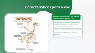 As aves carenadas tem, na parte anterior
da caixa torácica, uma estrutura óssea
denominada quilha ou carena
O corpo é aerodinâmico, o que diminui
a resistência do ar durante o voo
Permite a ancoragem dos músculos
peitorais
 