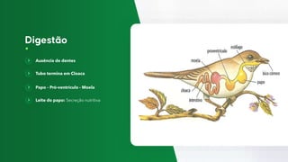 Ausência de dentes
Tubo termina em Cloaca
Papo – Pró-ventrículo - Moela
Leite do papo: Secreção nutritiva
 