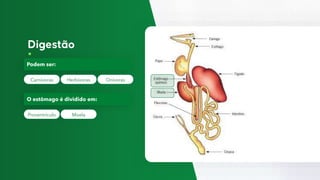 Carnívoras
Podem ser:
Herbívoras Onívoras
Proventrículo
O estômago é dividido em:
Moela
 