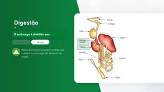 Proventrículo
O estômago é dividido em:
Moela
Muitas herbívoras engolem pedras que
auxiliam na trituração do alimento na
moela
 