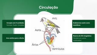 Coração com 4 cavidades
Fechada- Dupla- Completa
Endotermos assim como
mamíferos
Arco aórtico para a direita
Reserva de O2 mioglobina
(Também em outros
vertebrados)
 