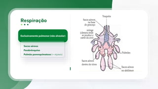 Exclusivamente pulmonar (não alveolar)
Sacos aéreos
Parabrônquios
Pulmão parenquimatoso (= répteis)
 