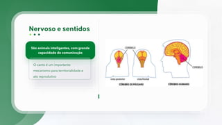São animais inteligentes, com grande
capacidade de comunicação
O canto é um importante
mecanismo para territorialidade e
ato reprodutivo
 