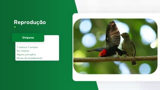 1 ovário e 1 oviduto
Fec. Interna
Alguns com pênis
Rituais de acasalamento
Ovíparas
 