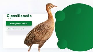 Osso esterno sem quilha
Paleognatas- Ratitas
 