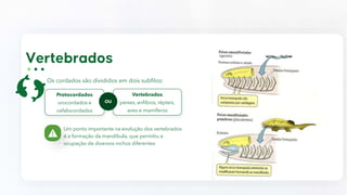 Os cordados são divididos em dois subfilos:
Um ponto importante na evolução dos vertebrados
é a formação da mandíbula, que permitiu a
ocupação de diversos nichos diferentes
Protocordados
urocordados e
cefalocordados
Vertebrados
peixes, anfíbios, répteis,
aves e mamíferos
OU
 