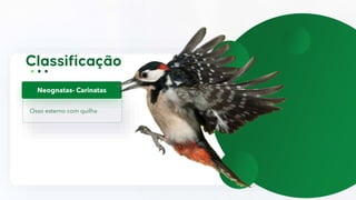 Osso esterno com quilha
Neognatas- Carinatas
 