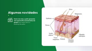 Como nas aves, a pele apresenta
uma apomorfia (característica do
grupo) que nesse caso é a
presença de pelos
 