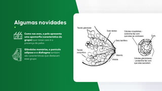 Como nas aves, a pele apresenta
uma apomorfia (característica do
grupo) que nesse caso é a
presença de pelos
Glândulas mamárias, o panículo
adiposo e o diafragma também
são características que destacam
esse grupo
 
