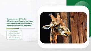 Cascos, garras e chifres de
diferentes tamanhos e formas fazem
parte de estruturas importantes na
formação corporal dos mamíferos
Nas girafas e
antílopes os chifres
são projeções ósseas
(de mesoderme)
 