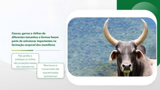 Cascos, garras e chifres de
diferentes tamanhos e formas fazem
parte de estruturas importantes na
formação corporal dos mamíferos
Nas girafas e
antílopes os chifres
são projeções ósseas
(de mesoderme)
Nos touros e
rinocerontes são
queratinizadas
(ectoderme)
 