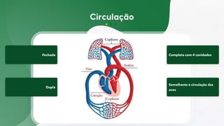 Fechada Completa com 4 cavidades
Dupla
Semelhante à circulação das
aves
 
