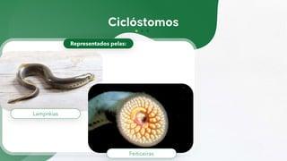 Representados pelas:
Lampréias
Feiticeiras
 