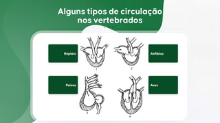 Répteis Anfíbios
Peixes Aves
 