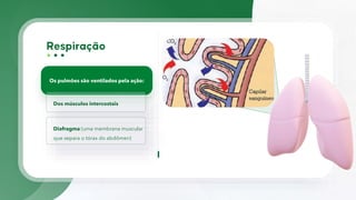 Os pulmões são ventilados pela ação:
Dos músculos intercostais
Diafragma (uma membrana muscular
que separa o tórax do abdômen)
 