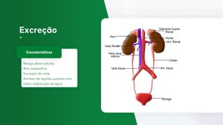 Bexiga desenvolvida
Rins metanefros
Excreção de uréia
Animais de regiões quentes com
maior reabsorção de água
Características
 