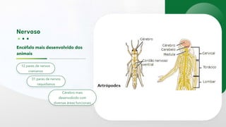 Encéfalo mais desenvolvido dos
animais
12 pares de nervos
cranianos
31 pares de nervos
raquidianos
Cérebro mais
desenvolvido com
diversas áreas funcionais
 