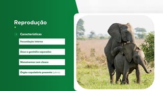 Características
Fecundação interna
Ânus e genitália separados
Monotremos com cloaca
Órgão copulatório presente (pênis)
 