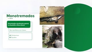 São mamíferos com cloaca
Encontrados atualmente apenas
na Austrália e Nova Guiné
A: Ornitorrinco
B: Equidna
 