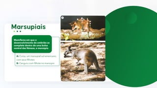A: Cuíca, um marsupial sul-americano,
com seus filhotes
B: Canguru com filhote no marsúpio
Mamíferos em que o
desenvolvimento do embrião se
complete dentro de uma bolsa
ventral das fêmeas, o marsúpio
 