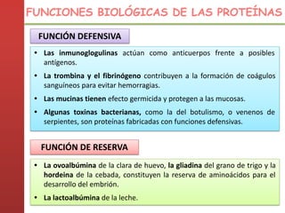 • Las inmunoglogulinas actúan como anticuerpos frente a posibles
antígenos.
• La trombina y el fibrinógeno contribuyen a la formación de coágulos
sanguíneos para evitar hemorragias.
• Las mucinas tienen efecto germicida y protegen a las mucosas.
• Algunas toxinas bacterianas, como la del botulismo, o venenos de
serpientes, son proteínas fabricadas con funciones defensivas.
FUNCIÓN DEFENSIVA
FUNCIÓN DE RESERVA
• La ovoalbúmina de la clara de huevo, la gliadina del grano de trigo y la
hordeina de la cebada, constituyen la reserva de aminoácidos para el
desarrollo del embrión.
• La lactoalbúmina de la leche.
FUNCIONES BIOLÓGICAS DE LAS PROTEÍNAS
 