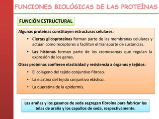FUNCIÓN ESTRUCTURAL
Algunas proteínas constituyen estructuras celulares:
• Ciertas glicoproteínas forman parte de las membranas celulares y
actúan como receptores o facilitan el transporte de sustancias.
• Las histonas forman parte de los cromosomas que regulan la
expresión de los genes.
Otras proteínas confieren elasticidad y resistencia a órganos y tejidos:
• El colágeno del tejido conjuntivo fibroso.
• La elastina del tejido conjuntivo elástico.
• La queratina de la epidermis.
FUNCIONES BIOLÓGICAS DE LAS PROTEÍNAS
Las arañas y los gusanos de seda segregan fibroína para fabricar las
telas de araña y los capullos de seda, respectivamente.
 