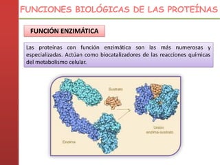 FUNCIÓN ENZIMÁTICA
Las proteínas con función enzimática son las más numerosas y
especializadas. Actúan como biocatalizadores de las reacciones químicas
del metabolismo celular.
FUNCIONES BIOLÓGICAS DE LAS PROTEÍNAS
 