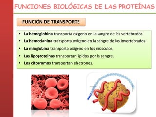 FUNCIÓN DE TRANSPORTE
• La hemoglobina transporta oxígeno en la sangre de los vertebrados.
• La hemocianina transporta oxígeno en la sangre de los invertebrados.
• La mioglobina transporta oxígeno en los músculos.
• Las lipoproteinas transportan lípidos por la sangre.
• Los citocromos transportan electrones.
FUNCIONES BIOLÓGICAS DE LAS PROTEÍNAS
 