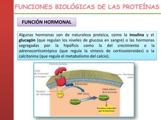 FUNCIÓN HORMONAL
Algunas hormonas son de naturaleza proteica, como la insulina y el
glucagón (que regulan los niveles de glucosa en sangre) o las hormonas
segregadas por la hipófisis como la del crecimiento o la
adrenocorticotrópica (que regula la síntesis de corticosteroides) o la
calcitonina (que regula el metabolismo del calcio).
FUNCIONES BIOLÓGICAS DE LAS PROTEÍNAS
 