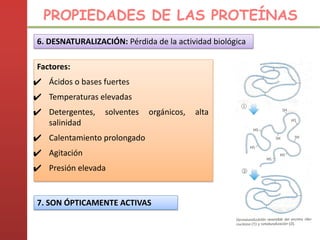 6. DESNATURALIZACIÓN: Pérdida de la actividad biológica
Factores:
✔ Ácidos o bases fuertes
✔ Temperaturas elevadas
✔ Detergentes, solventes orgánicos, alta
salinidad
✔ Calentamiento prolongado
✔ Agitación
✔ Presión elevada
PROPIEDADES DE LAS PROTEÍNAS
7. SON ÓPTICAMENTE ACTIVAS
 