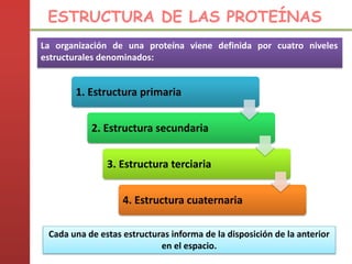 Cada una de estas estructuras informa de la disposición de la anterior
en el espacio.
ESTRUCTURA DE LAS PROTEÍNAS
La organización de una proteína viene definida por cuatro niveles
estructurales denominados:
1. Estructura primaria
2. Estructura secundaria
3. Estructura terciaria
4. Estructura cuaternaria
 