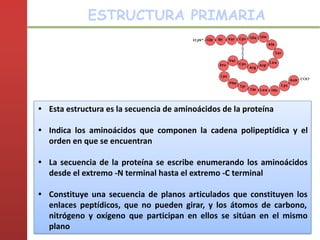 • Esta estructura es la secuencia de aminoácidos de la proteína
• Indica los aminoácidos que componen la cadena polipeptídica y el
orden en que se encuentran
• La secuencia de la proteína se escribe enumerando los aminoácidos
desde el extremo -N terminal hasta el extremo -C terminal
• Constituye una secuencia de planos articulados que constituyen los
enlaces peptídicos, que no pueden girar, y los átomos de carbono,
nitrógeno y oxígeno que participan en ellos se sitúan en el mismo
plano
ESTRUCTURA PRIMARIA
 