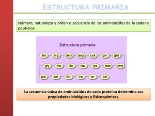 Número, naturaleza y orden o secuencia de los aminoácidos de la cadena
peptídica.
La secuencia única de aminoácidos de cada proteína determina sus
propiedades biológicas y fisicoquímicas.
ESTRUCTURA PRIMARIA
 